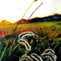 01 amber-waves.jpg