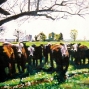 Bovine Line