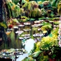 13 lily-pond.jpg