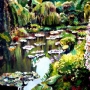 Lily Pond - 22x28 - $700