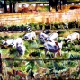 16 pigs.jpg
