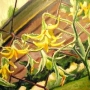 46 tomato-blossoms