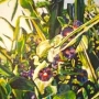 53 cornstalks-and-morning-glory