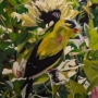 Finch - 24x30 - $850