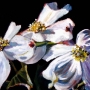 27 flora-blanca1.jpg