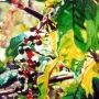 26 poke-berries.jpg
