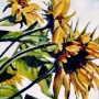 15 sunflowers.jpg